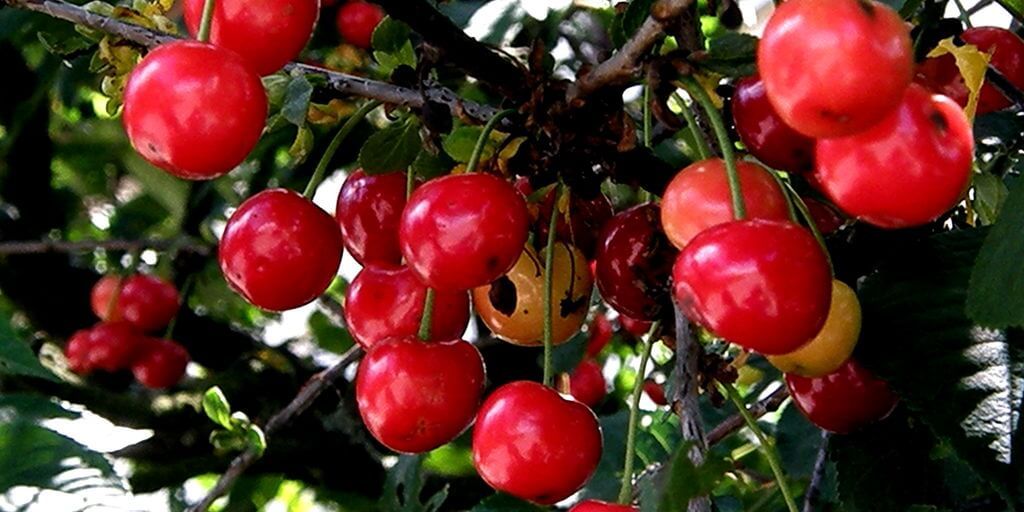 Acerola