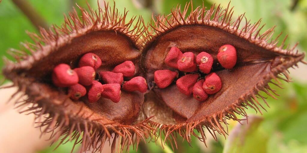 Achiote