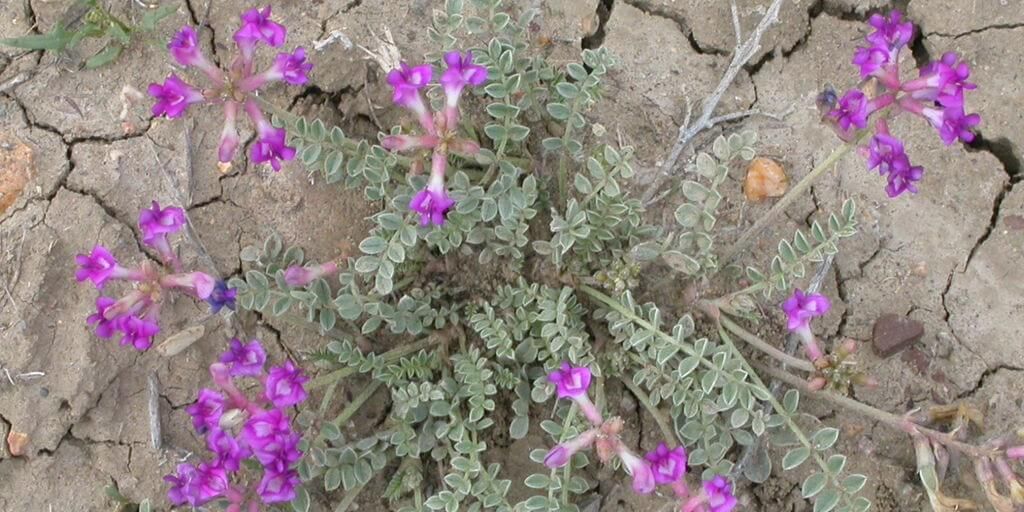 Astragalus