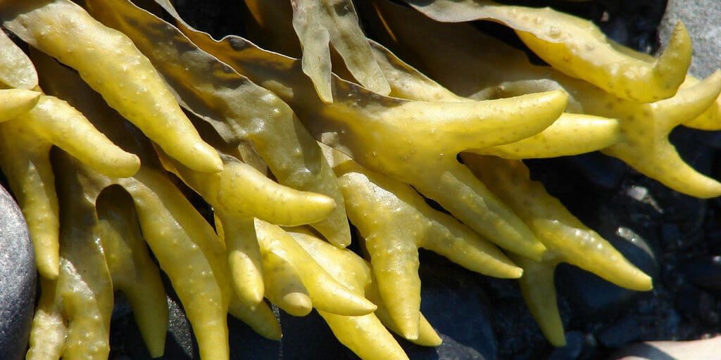 Bladderwrack