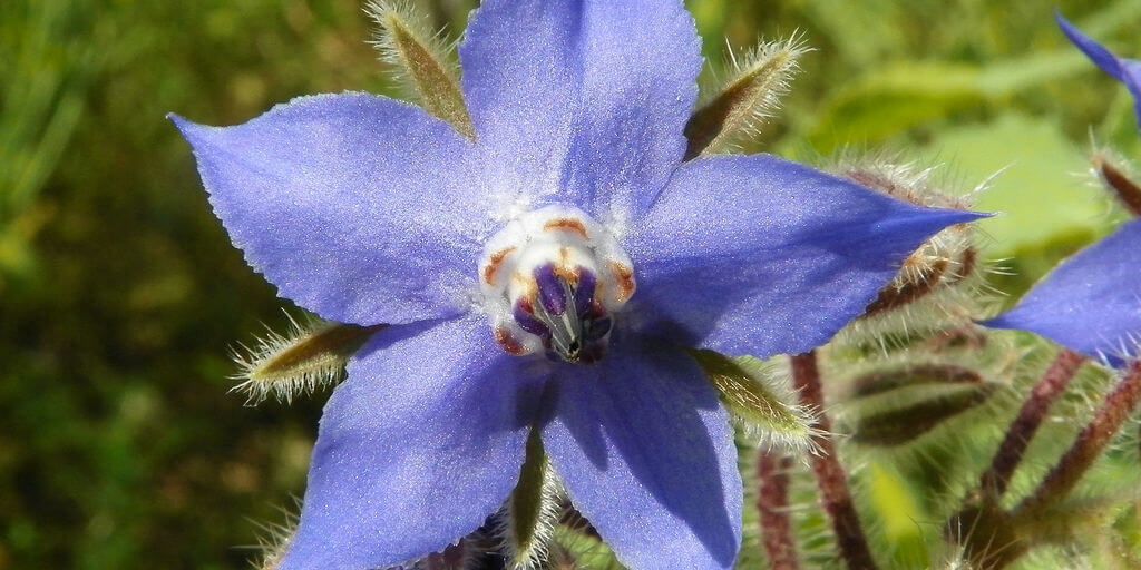 Borage