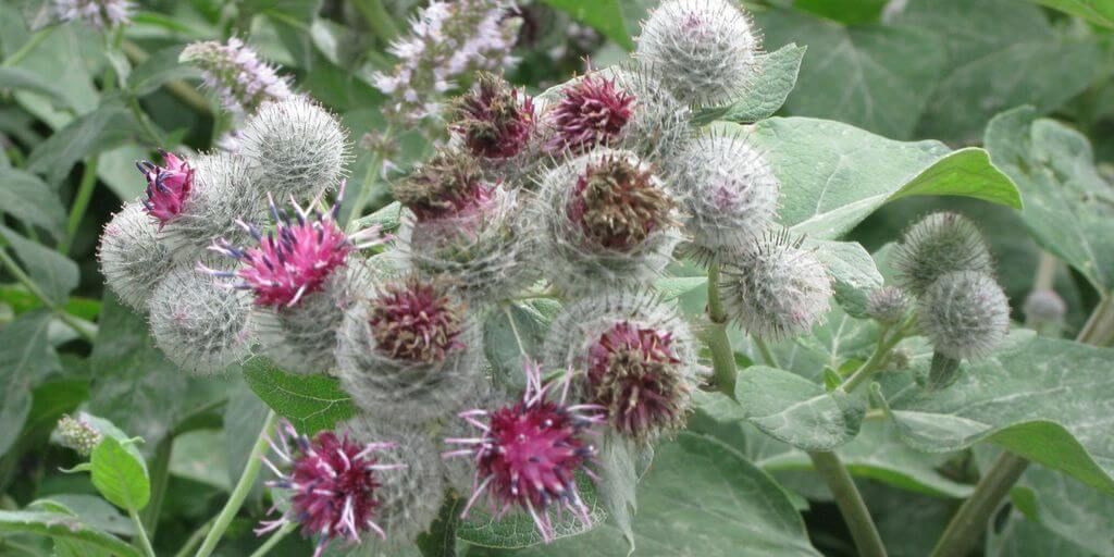 Burdock Root