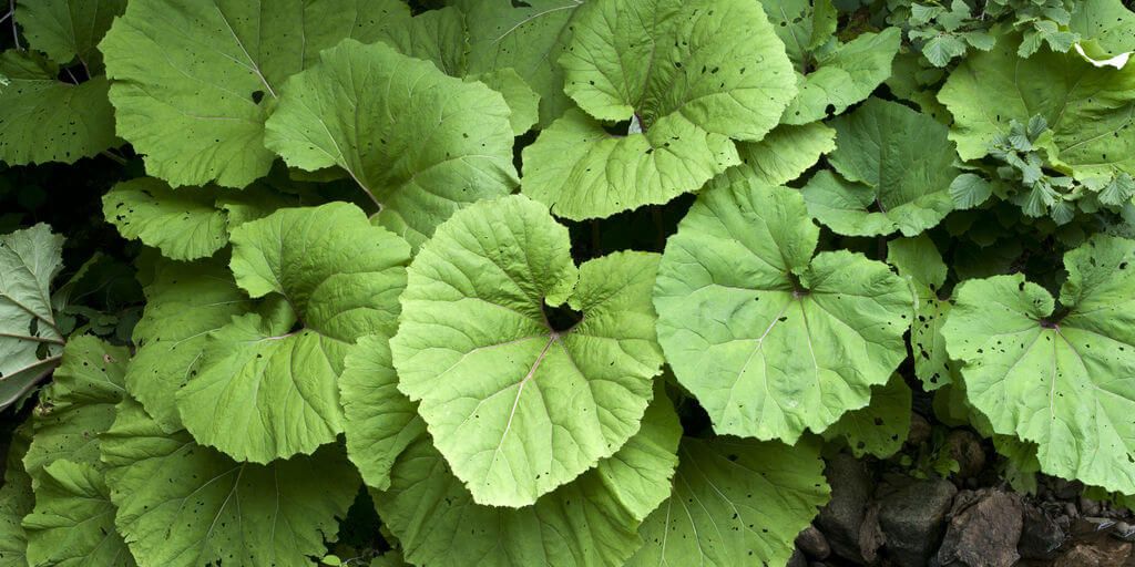 Butterbur