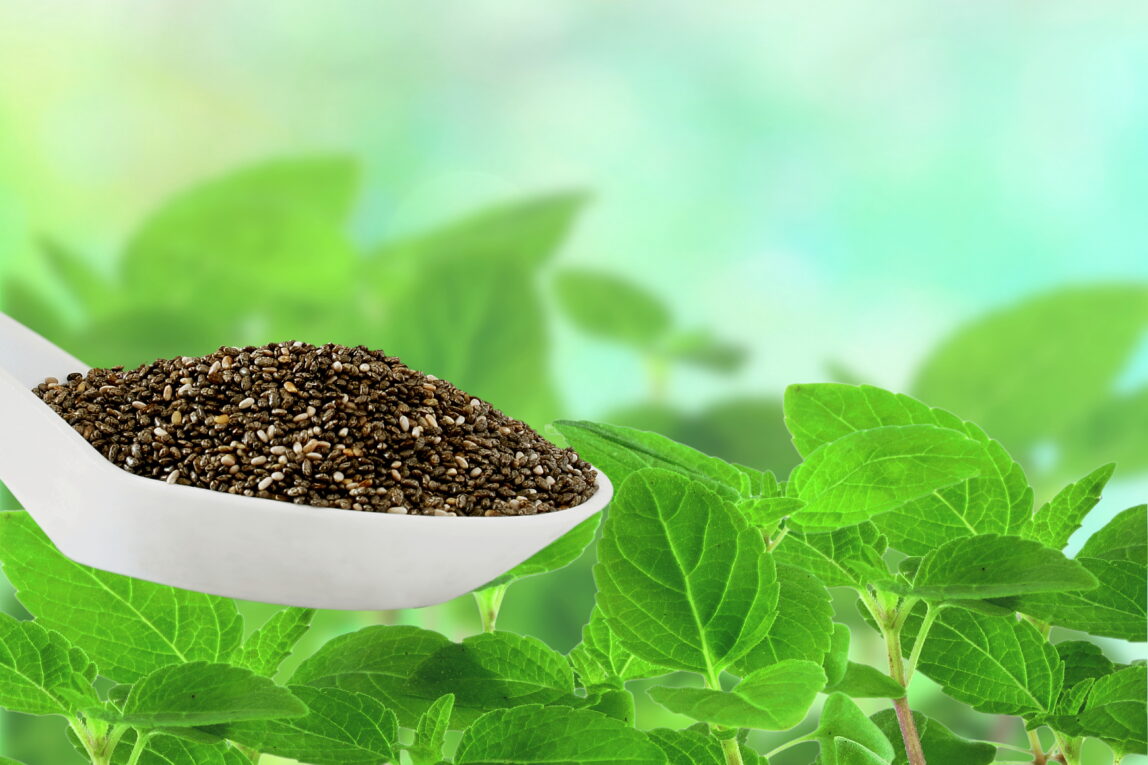 chia seeds Salvia hispanica