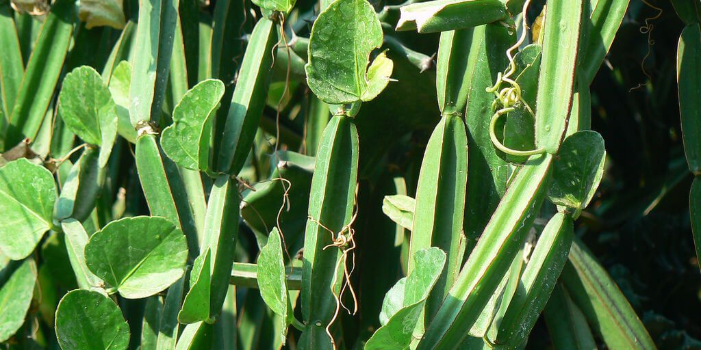 Cissus quadrangularis