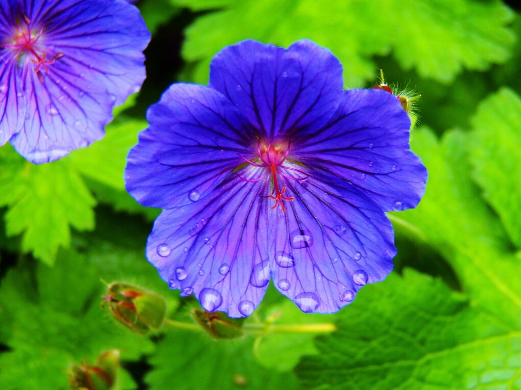 Hardy Geranium