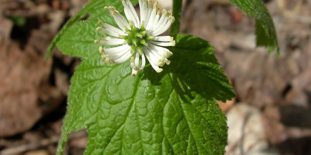 Goldenseal