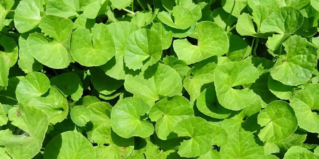 Gotu Kola