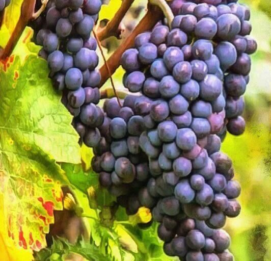 Grape