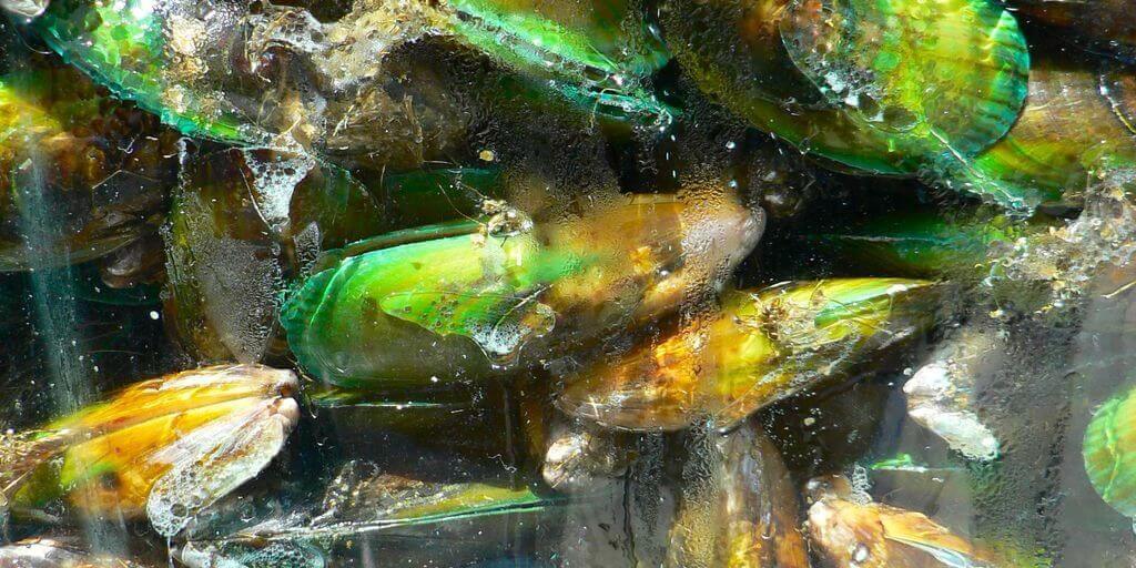 Green Lipped Mussels