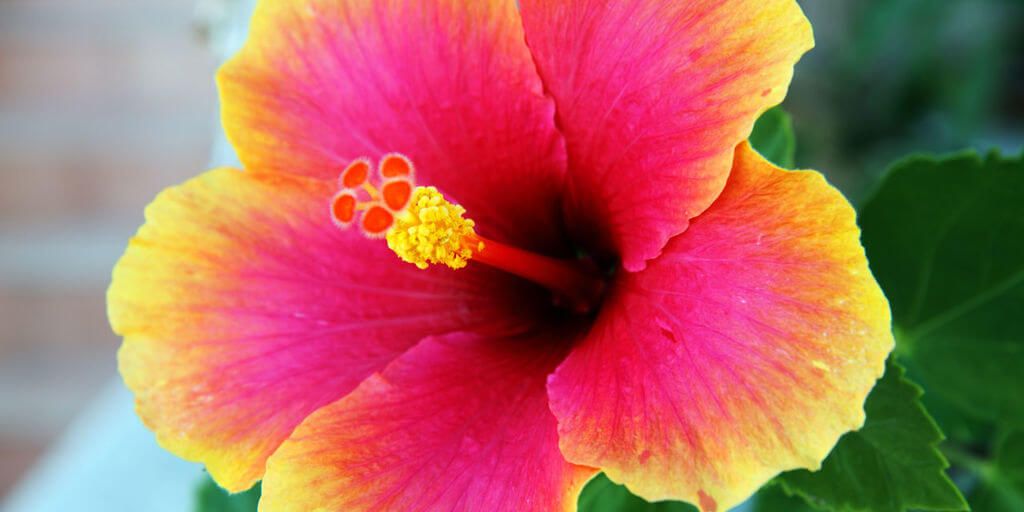 Hibiscus