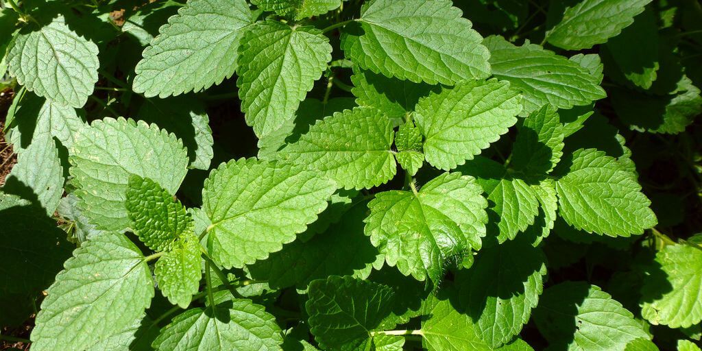 Lemon Balm