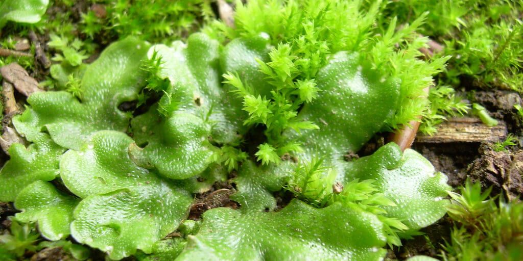 Liverwort