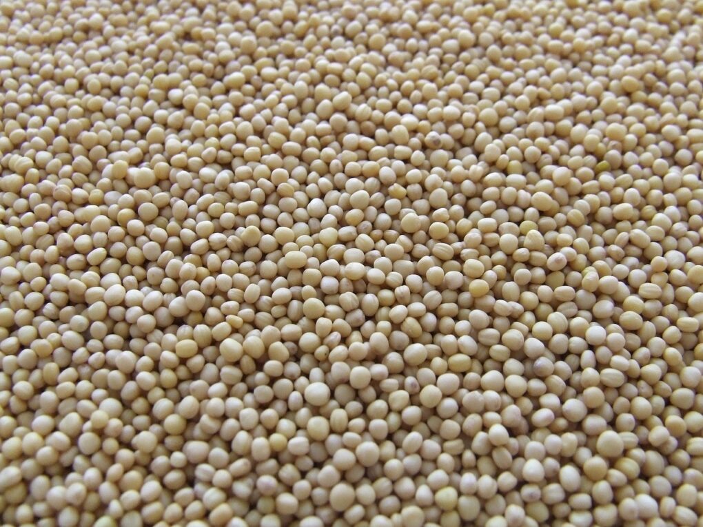 Mustard Seeds