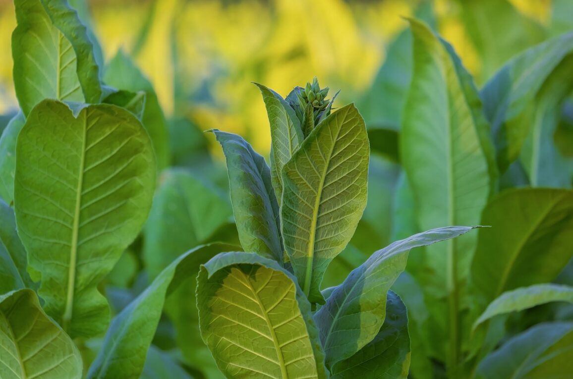 Nicotiana