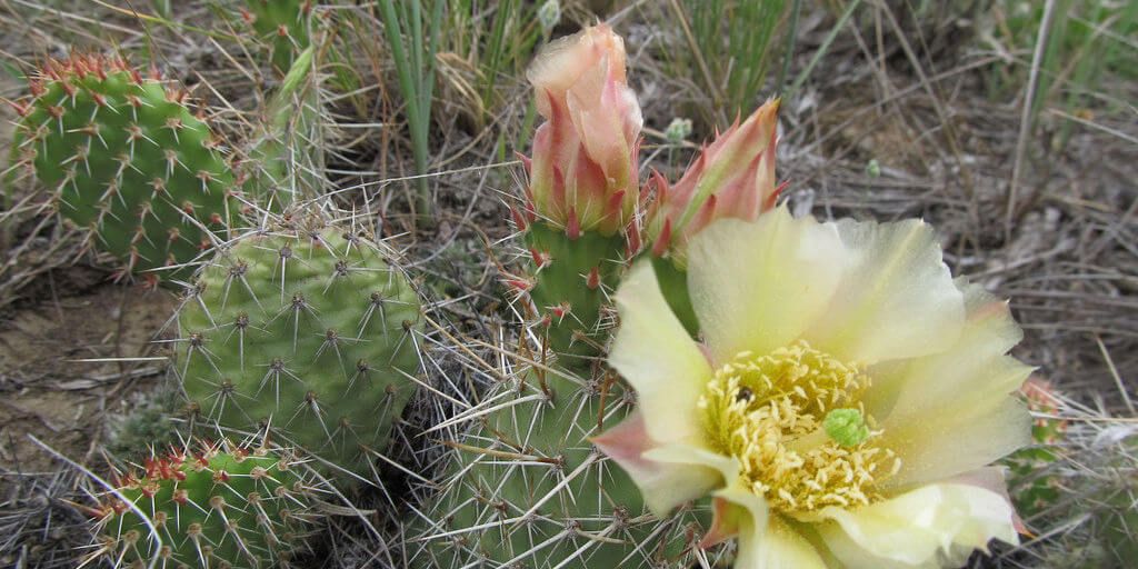 Prickly Pear Cactus