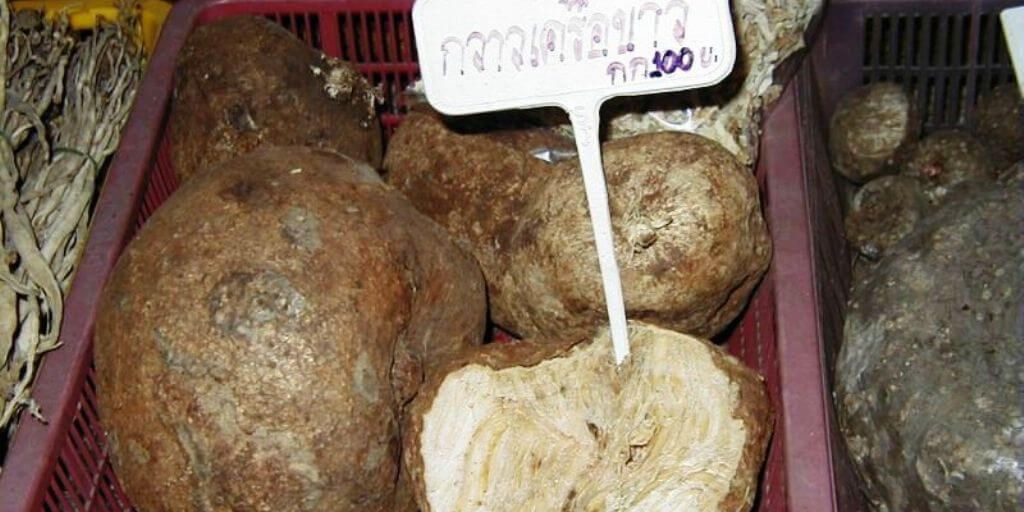 Pueraria mirifica