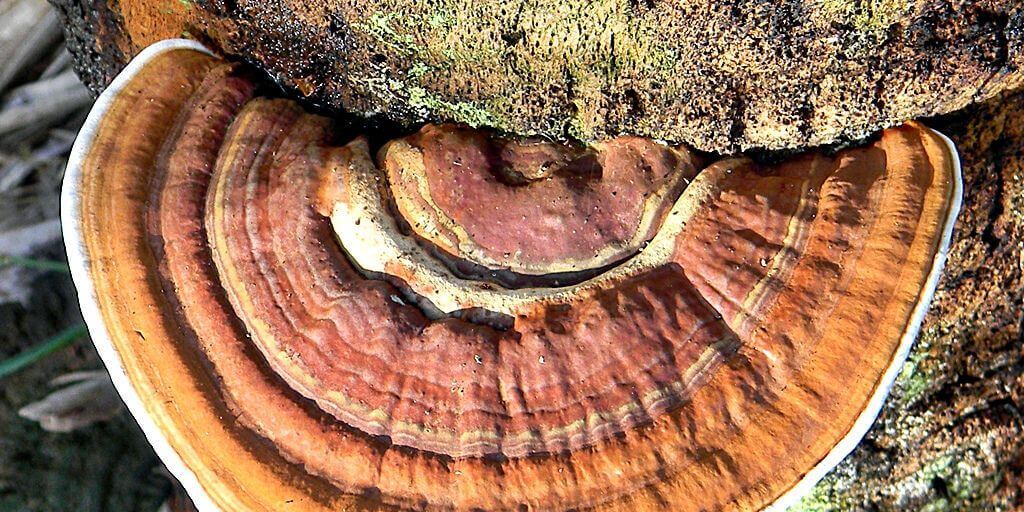 Reishi Mushrooms