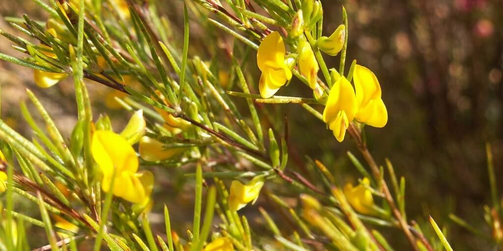 Rooibos