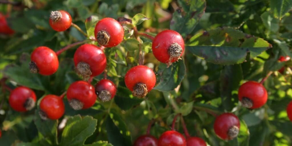 Rose Hips