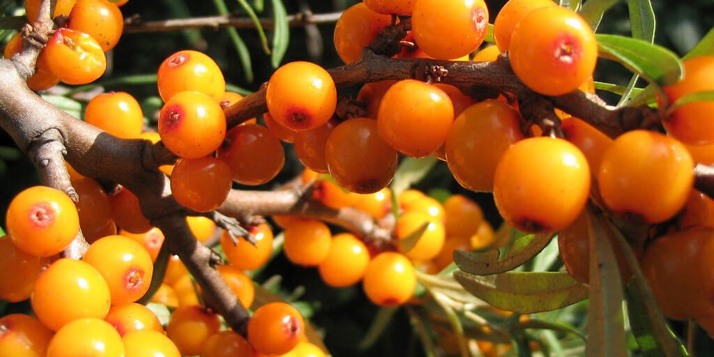 Sea Buckthorn