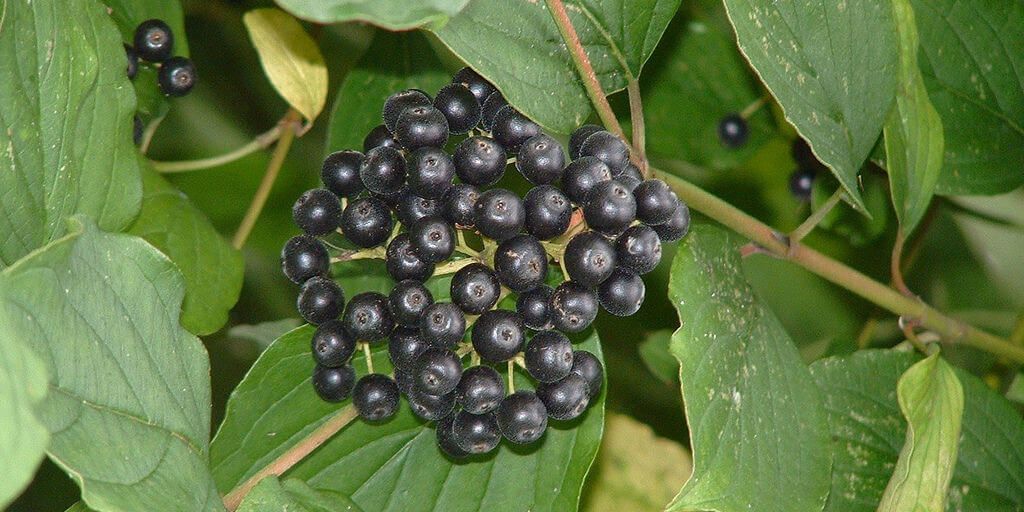 Siberian Ginseng