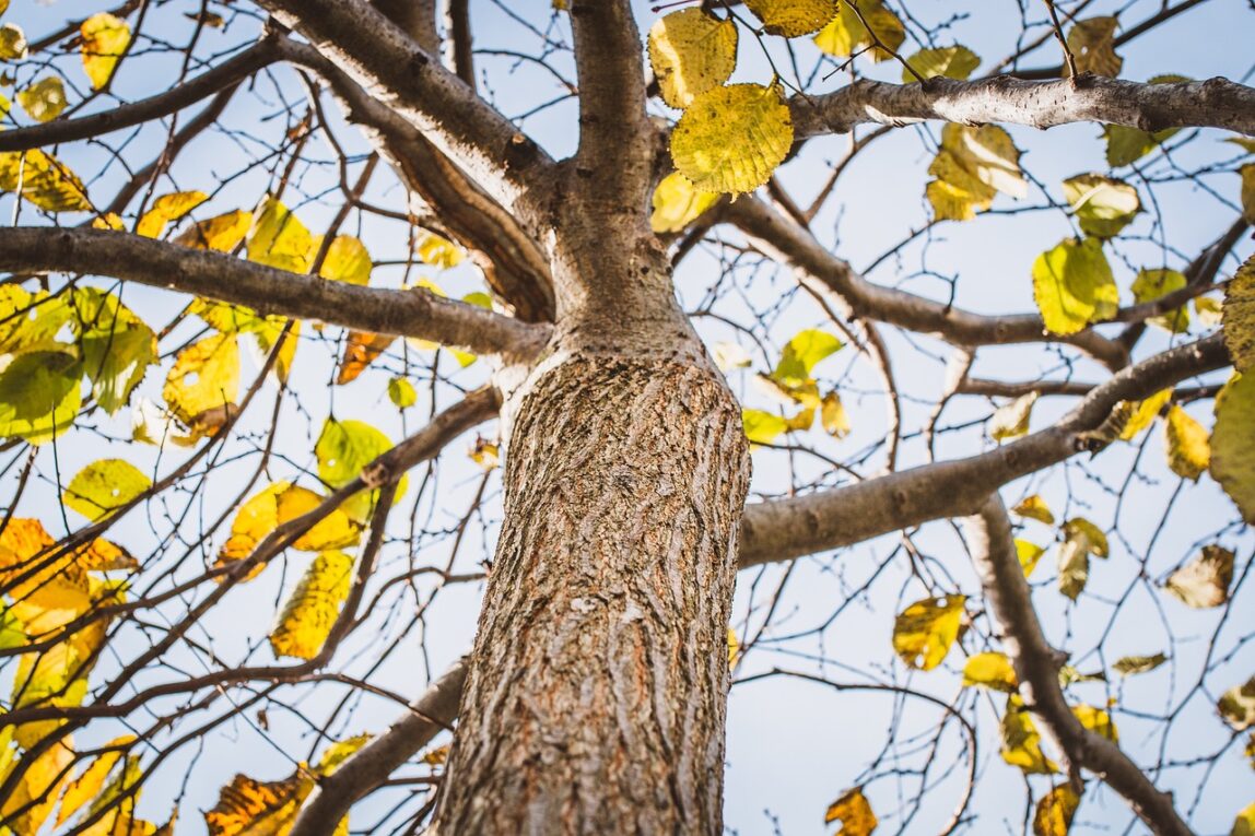 Slippery Elm Tree Bark