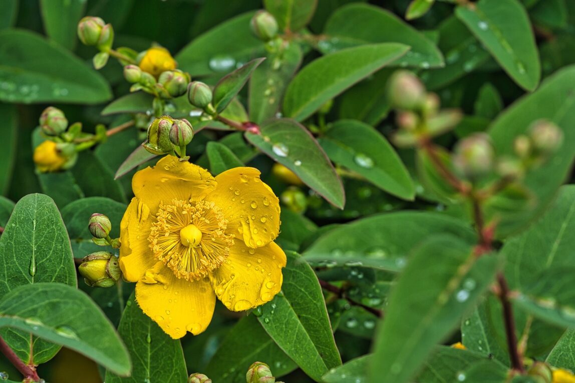 St. John's Wort