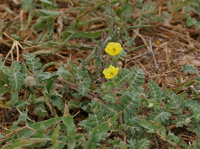 Tribulus terrestis