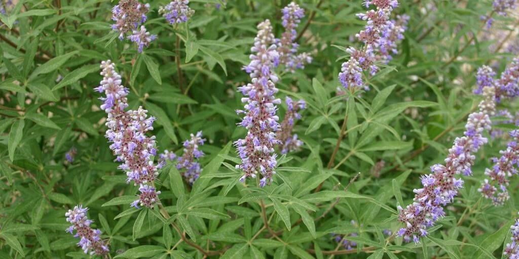 Vitex agnus-castus