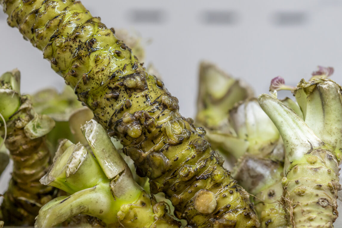 fresh-wasabi-root