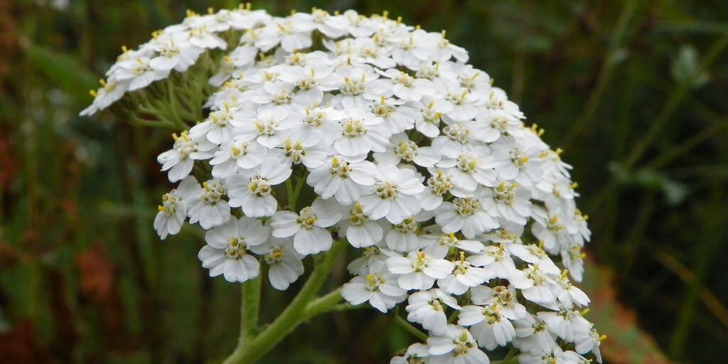 Yarrow