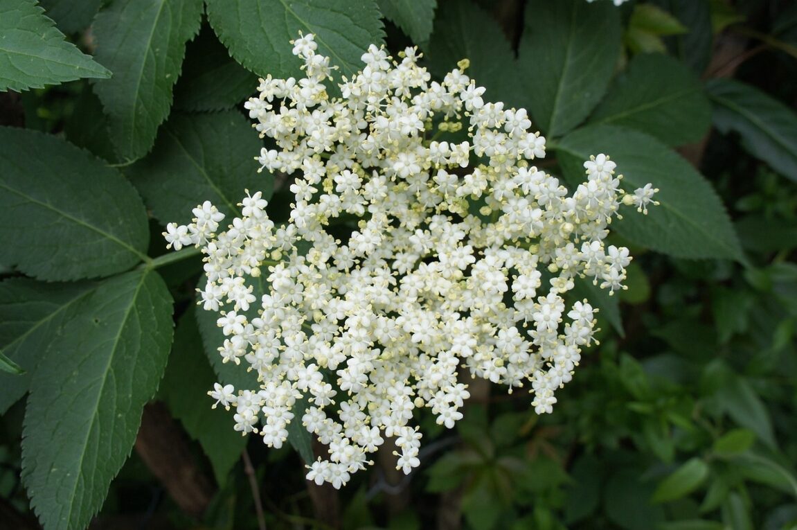 Flor de saúco