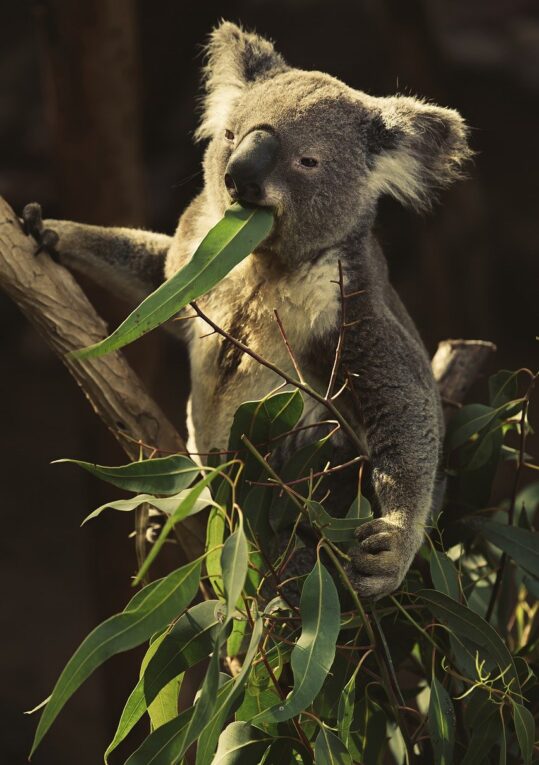 koala comiendo hojas de eucalipto