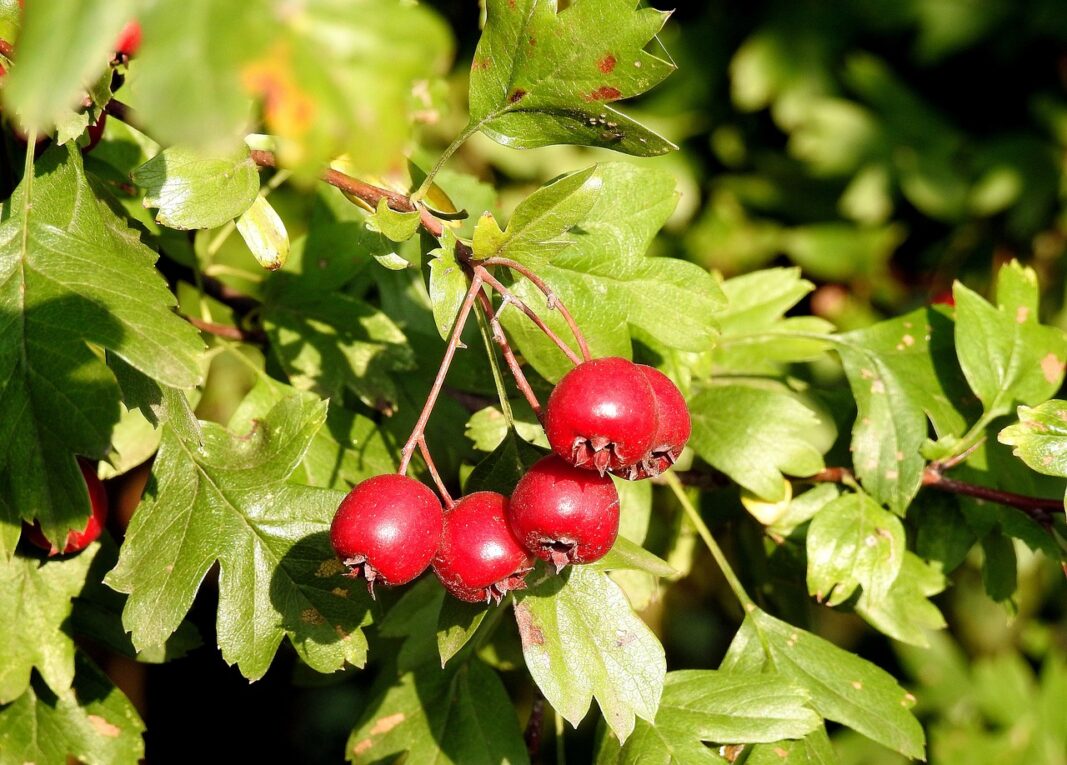 Crataegus