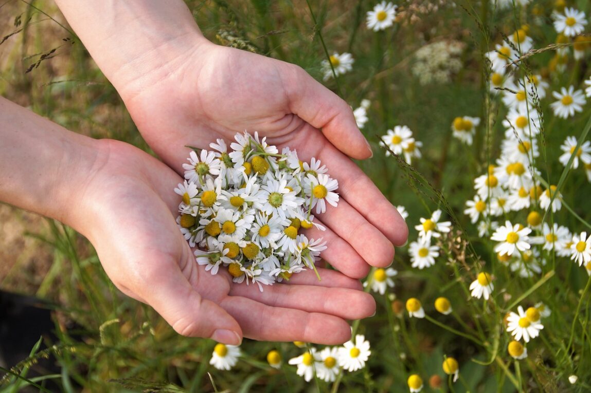 Chamomile - Acid Reflux