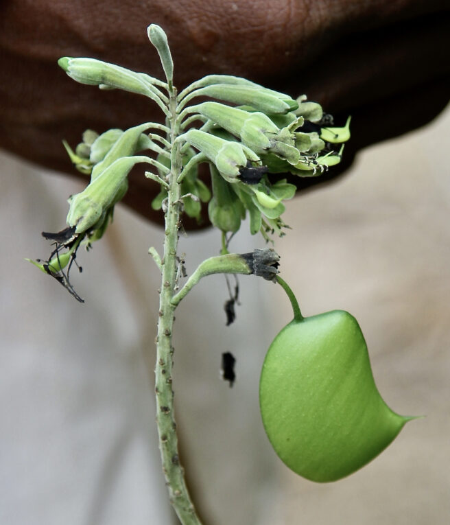 Griffonia simplicifolia